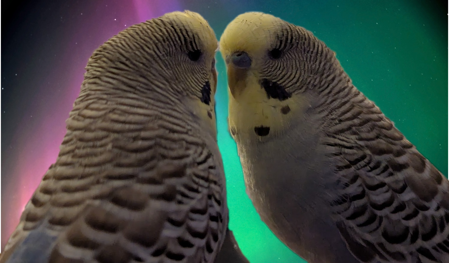 Budgie against an aurora, used as an analogy for degrees of awareness